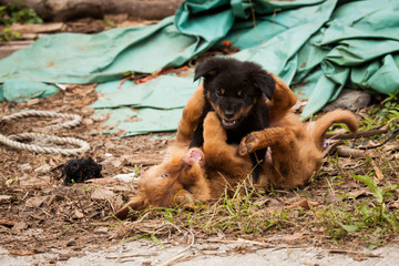 Cute stray puppies playing