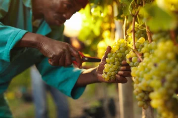 Gordijnen Worker harvesting grapes in vineyard © Jacob Lund