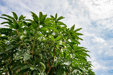 Mango tree