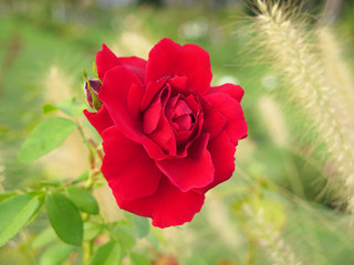 rosa roja