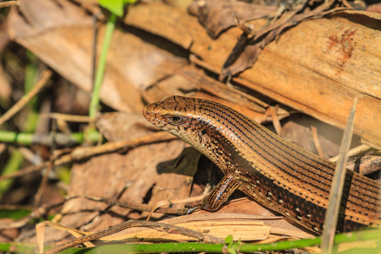 Common Forest Skink