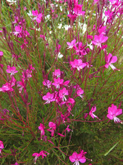 flores en el jardin