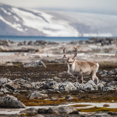 Svalbard Reindeer