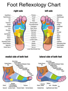 Reflex zones of the feet - soles and side views - accurate description of the corresponding internal organs and body parts. Isolated vector illustration on white background.