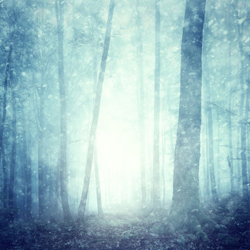 Fototapeta Dreamy snowfall in magical blue colored foggy forest. Beautiful Christmas and New Year Holiday winter snowy forest landscape. Heavy snowfall in magic foggy forest.