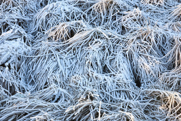 Hoarfrost grass