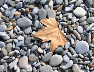 Leaf on the rocks
