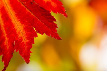 Colorful autumnal background with leaves