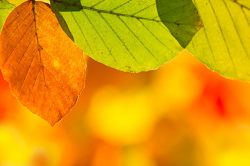 Colorful autumnal background with leaves
