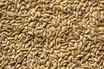 Dry seeds of cucumber texture