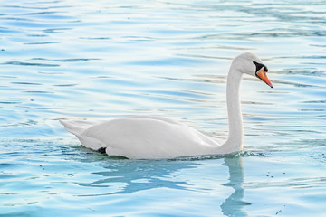 white swan