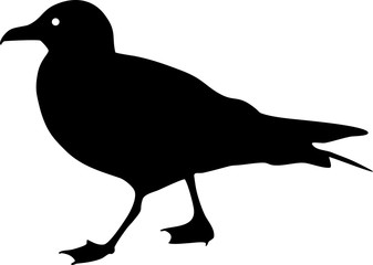 Silhouette of seagull
