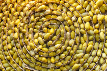 Silkworm cocoons nest.