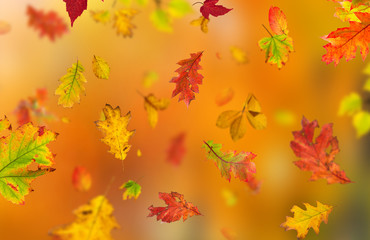 Fototapeta na wymiar Colorful autumnal background with leaves