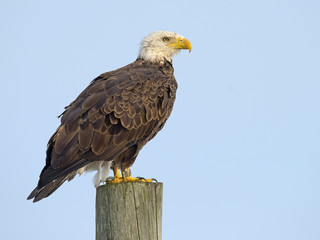 American Bald Eagle sitting on a Piling.