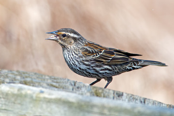 Female Red-winged Blackbird on a wooden fence