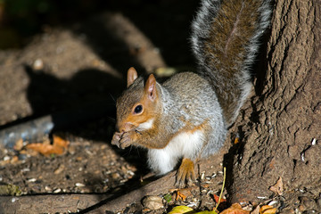 Eastern Gray Squirrel eating peanuts