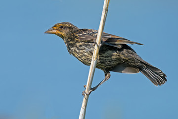 Female Red-winged Blackbird clinging to a branch