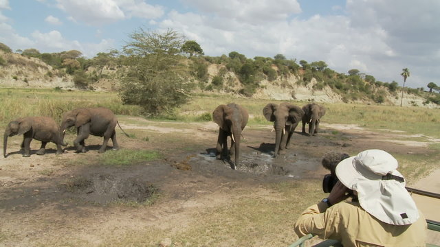 Videographer filming elephants at mud hole
