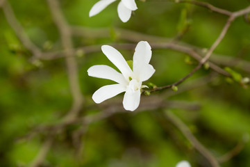 Magnolia.
