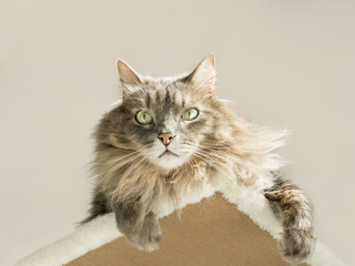 Domestic Siberian cat sunbathing on a cat tree