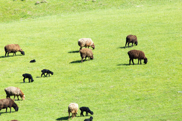 sheep in the pasture on the nature
