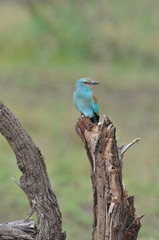 Martin-chasseur, Afrique