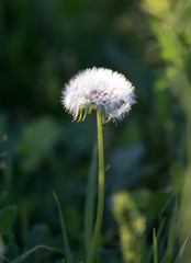 Bud dandelion on nature