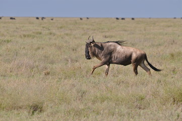 Gnou, Afrique