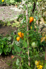 tomates anciennes bio "coeur de boeuf", dans un jardin potager