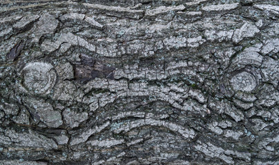 The texture of the bark of walnut