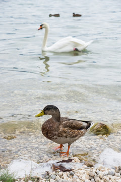 Ducks and swan enjoying a nice day on the lake
