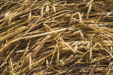 Closeup of hay