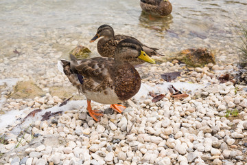 Ducks and swan enjoying a nice day on the lake