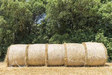 Straw bales in a field