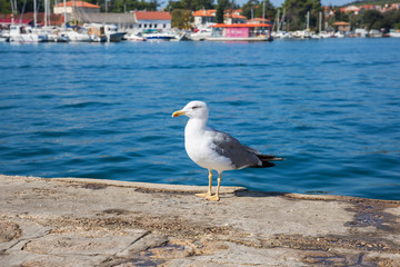 Seagull standing in the harbor