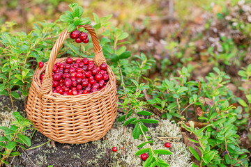 Fresh cranberries in a  basket the forest