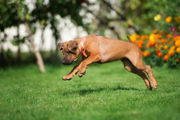 happy ridgeback puppy jumping on grass