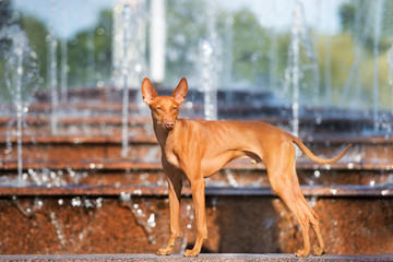 cirneco dell etna dog at the fountain