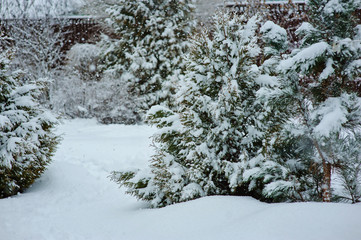 snowy garden view in winter, trees covered with snow