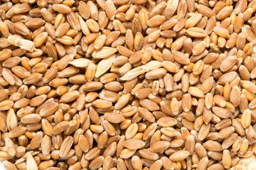 Wheat grain as background
