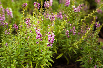 Obraz premium Tropical light pink flower fields in the park
