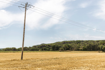 Harvested wheat field