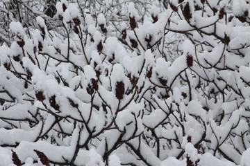 Fresh snow covering the branches and bob’s of a Staghorn Sumac bush.