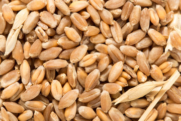 Wheat grain as background
