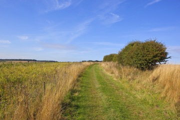 grassy bridleway