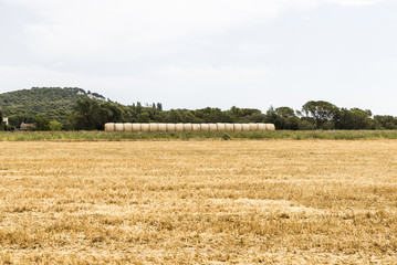 Fototapeta na wymiar Harvested wheat field