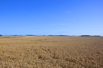 golden wheat fields