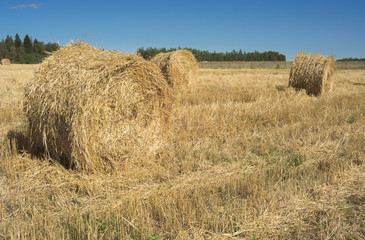 Field with haystacks and green trees