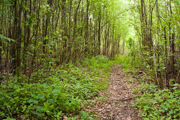 Obraz premium Footpath in forest